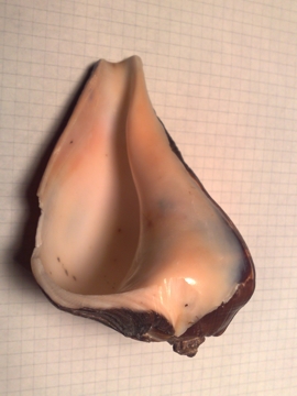 Gasteropode c